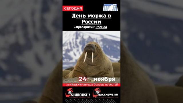 Сегодня, 24 ноября , в этот день отмечают праздник, День моржа в России