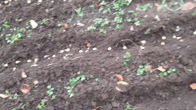 Посадили лук под зиму, убрали капусту. смотреть онлайн