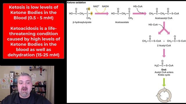 Ketones and Ketosis:  Anatomy and Physiology