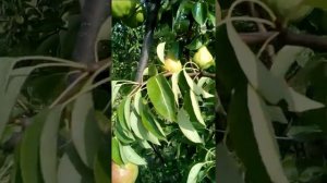 Груша Вильямс.