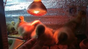 УХОД ЗА СУТОЧНЫМИ ГУСЯТАМИ/СТРОИМ ЖИЗНЬ