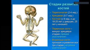 анатомия 1 урок