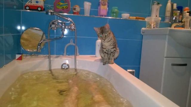 Bengali not afraid of the water, cool video ,Бенгалки не боятся воды, смешные стоп кадры смотреть онлайн