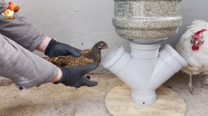 Кормушка на 20 кг курам из бутылей и крестовины D110 понравилась несушкам