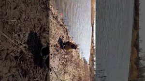 Ловля карася в н.Гнутова.