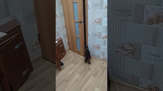 Самый умный кот в мире !!! Умные кошки Clever cats opening doors ? Сиамский кот Тайский кот