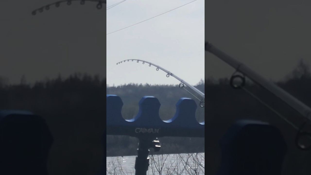 ПОКЛЁВКИ на ФИДЕР смотреть онлайн