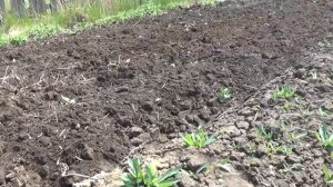 НЮАНСЫ ВСПАШКИ МОТОБЛОКОМ ПОСЛЕ ТРАКТОРНОГО ПЛУГА. - Лпх Дом Велеса - жизнь за городом