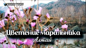 Цветение маральника в горах Алтая.