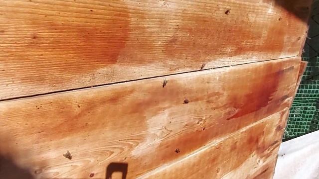 И как всегда, борьба с мухами. Лучшее средство от мух. Как избавиться от мух смотреть онлайн