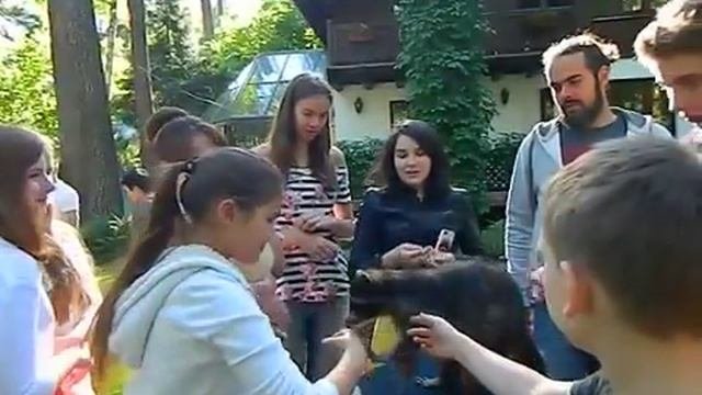 Енот с гостями Дрессированный  енот