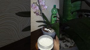 ZION для орхидей. Умная добавка ?ЦИОН? (оправдает ли надежды??) и первый полив на?фитиле?запускаем