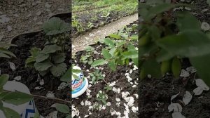 жимолость съедобная " Восторг ", " Индиго Джем"