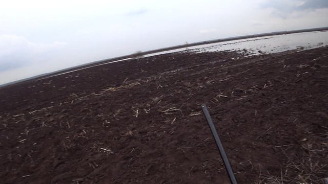 Открытие весенней охоты на гуся на кукурузных полях. смотреть онлайн