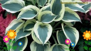 Хоста гибридная Синий Айвори. Краткий обзор, описание характеристик hosta hybrida Blue Ivory