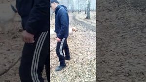 Стрижка лабрадор