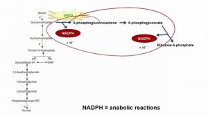 USMLE RX - 1.Биохимия - 4.Метаболизм - 18.Пентозофосфатный шунт (Пентозофосфатный путь, ПФП)
