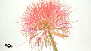 Scadoxus Multiflorus Time Lapse 4K