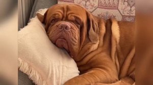 Как мне тебя не хватает, мой мальчик цвета солнца