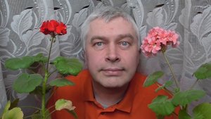 Цветы герани, розовая герань и красная герань