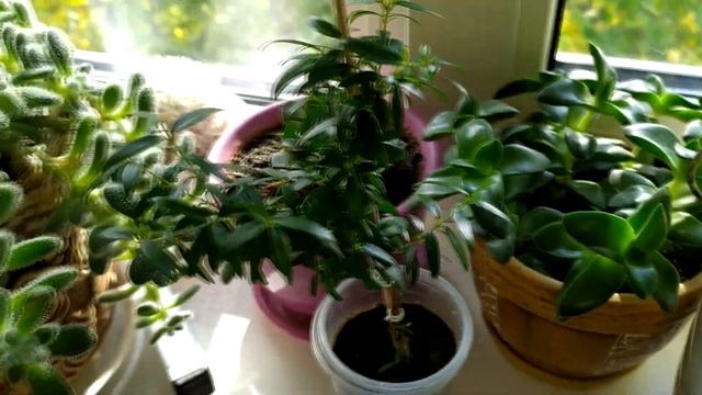 МОИ КОМНАТНЫЕ ЦВЕТЫ ОБЗОР смотреть онлайн