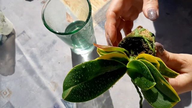 Орхидея с Озона смотреть онлайн