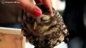 В мире сов. Красивый видеоролик про сов.