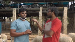 Rambouillet Sheep Farm in Karnataka