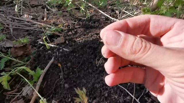 МЕГА НАХОДКИ НА ПРИИСКЕ ВОЛЬНЫХ СТАРАТЕЛЕЙ ПО ЗОЛОТУ! ИЩЕМ ДРАГУ! Коп поиск монет металлоискателем