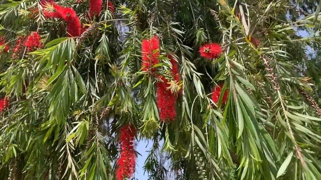 ШОПИНГ МАГАЗИН ЗАРА, ПАРК И ПЛЯЖ КОНЬЯАЛТЫ, МОРЕ ПРОГРЕЛОСЬ. ТУРЦИЯ 2019 | Arina Belaja смотреть онлайн