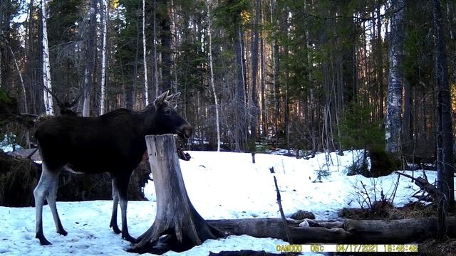 лоси.MOV смотреть онлайн