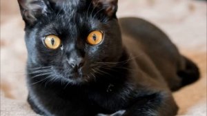 Маленькая пантера. Бомбейская кошка.