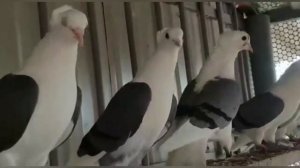 Голуби Армянский Кудули гКраснодар Пшеничников В П,Pigeons Armenian Kuduli Pshenichnikov VladimirP