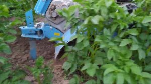 Окучивание картофеля по высокой ботве. Роторный окучник. Hoeing potatoes. Rotary spud.