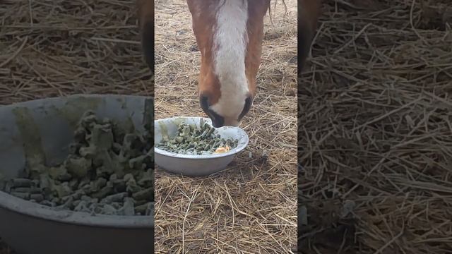 🍍Весенняя обработка лошади🍇 часть 5 пробуем новый препарат смотреть онлайн