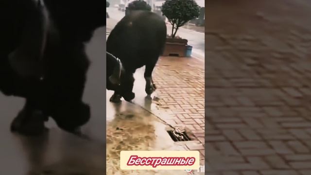 26 Августа День Собак С Праздником #dogs