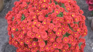 Хризантемы мультифлора, цветущие в сентябре. Обзор по сортам.