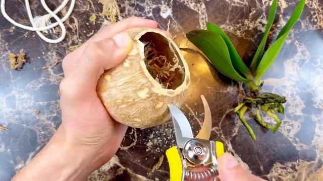 Trasplante de mini phalaenopsis a un cascaron seco de coco! 💐🪴❤️ смотреть онлайн