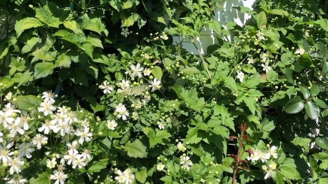 Клематисы в моём саду. Сорта клематисов. Обзор и цветение клематисов. Четыре невероятных сорта. смотреть онлайн