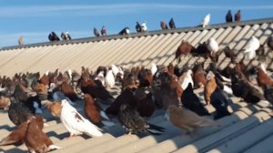 Голуби! Николаевские, кировоградские, донецкие и мелитопольские