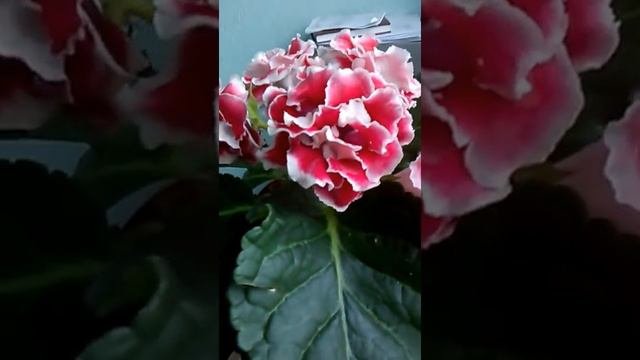Прекрасная Глоксиния!Gloxinia Beautiful!
