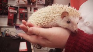 Как ухаживать за домашим ежом? Домашний ЁЖ!