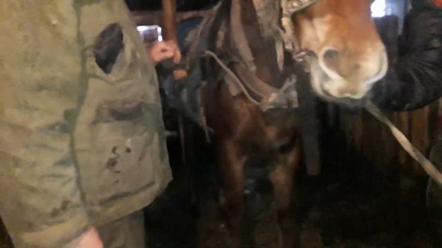 Двойка лошадей , запрягаем цугом. смотреть онлайн