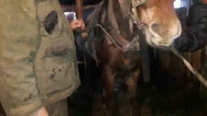 Двойка лошадей , запрягаем цугом.