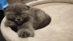 Мимишка -малышка??