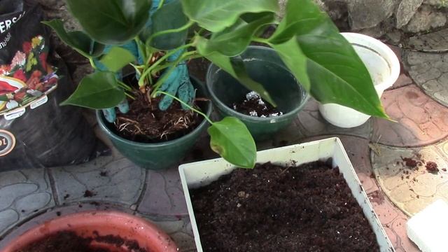 АНТУРИУМЫ ИЗ УЦЕНКИ. Я ПОСТАРАЮСЬ ОЖИВИТЬ ВАС! смотреть онлайн