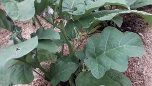 Урожайный сорт баклажана