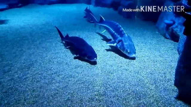 Океанариум Анталии (Турция) смотреть онлайн