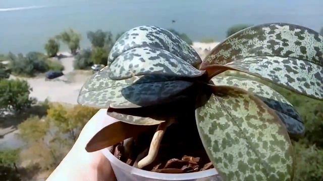 Doritis pulcherrima var. marmorata