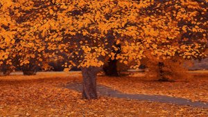 Современная классическая музыка на пианино | Ecveezer - Autumn